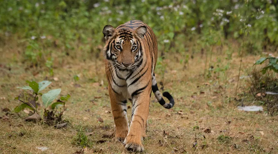 Annamalai Tiger Reserve
